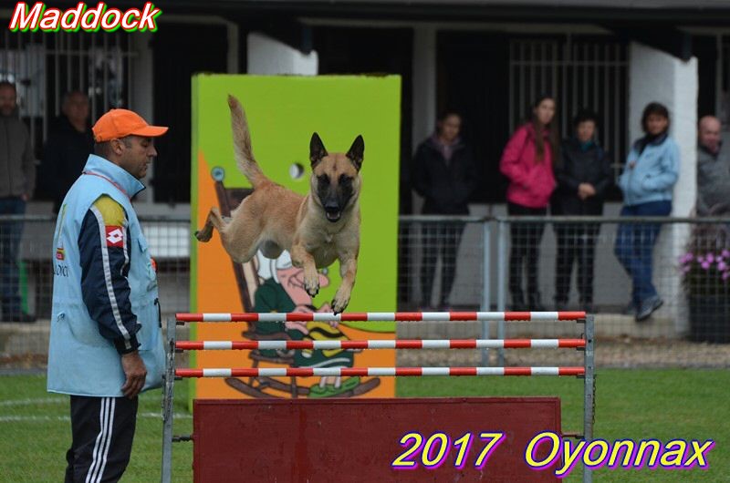 2017 ring oyo Maddock haie.jpg